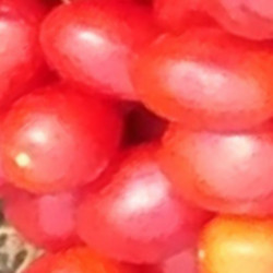 Tomate Prince Borghese