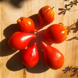 Tomate Cœur de Bœuf Téton...