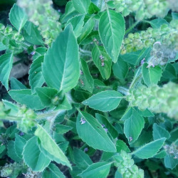 Basilic Sacré des Indes