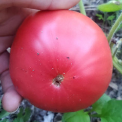 Tomate Géante d'Orenbourg