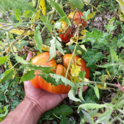 Tomate Cœur de Bœuf Jérusalem